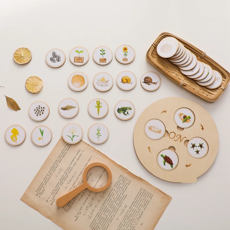 Montessori-Lebenszyklus-Puzzle