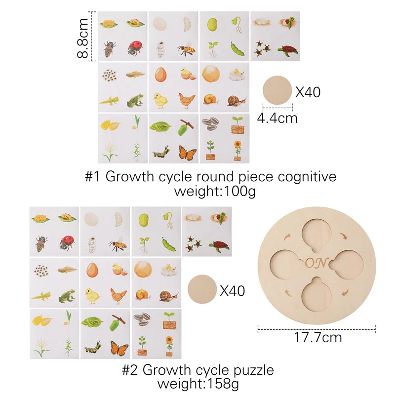 Montessori-Lebenszyklus-Puzzle