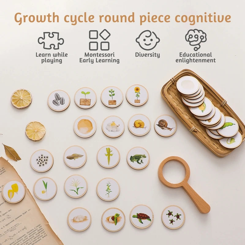 Montessori-Lebenszyklus-Puzzle