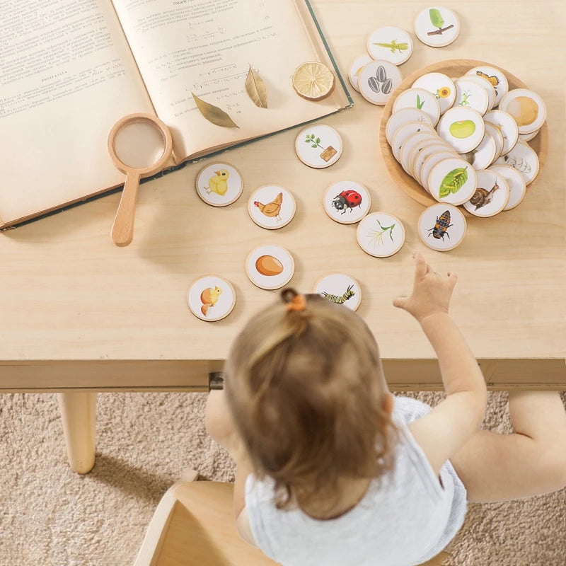Montessori-Lebenszyklus-Puzzle