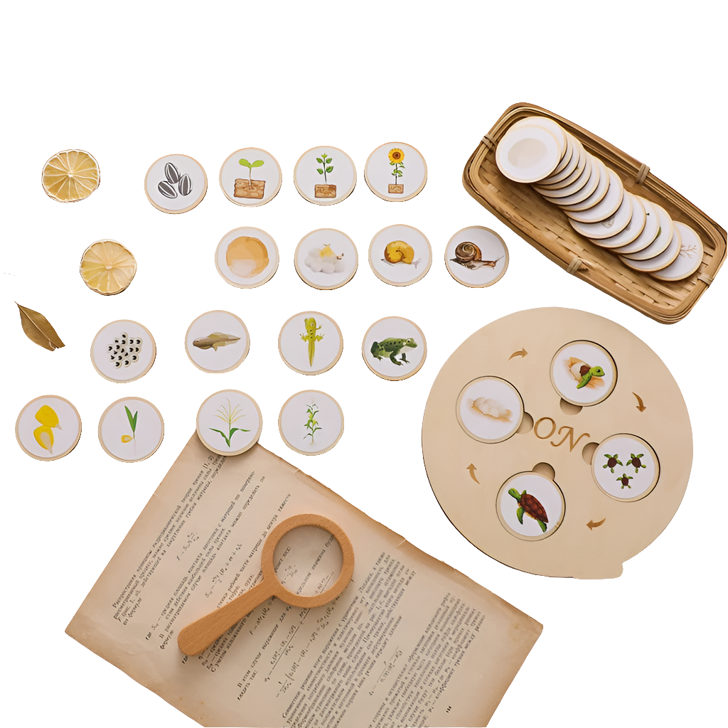 Montessori-Lebenszyklus-Puzzle